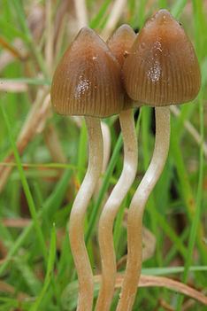 Three Psilocybe semilanceata sprouting in the middle of grasses