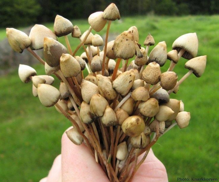 A human's hand holding a bunch of Psilocybe semilanceata known as the liberty cap