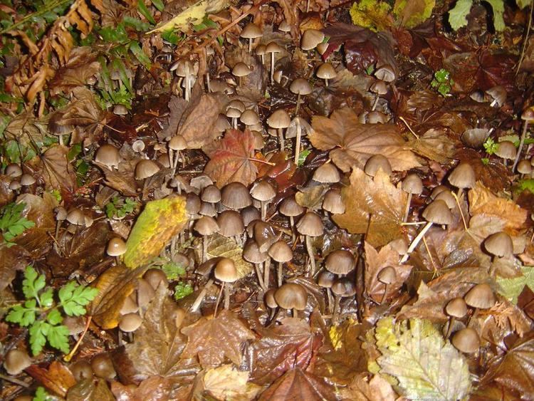 Psilocybe silvatica psilocybe silvatica Mushroom Hunting and Identification