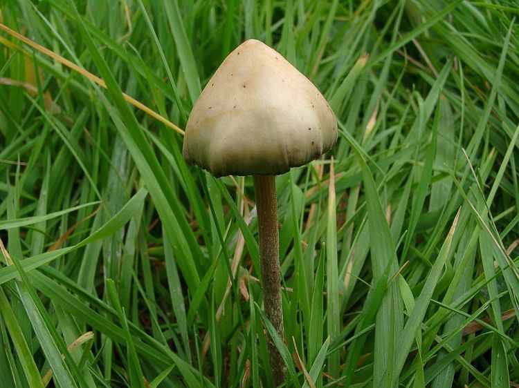 Psilocybe strictipes Pin by Lewie Ruby on psilocybe List amp lookalikes Pinterest