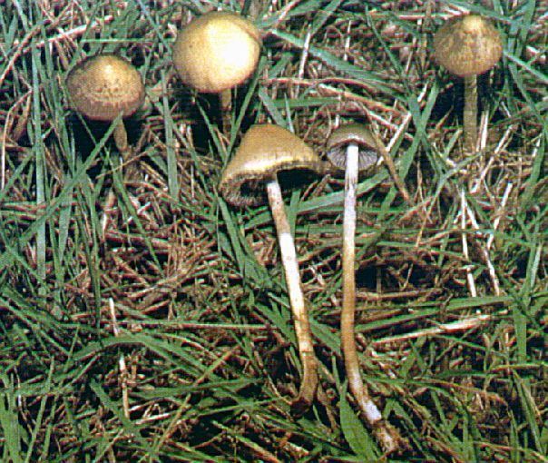 Psilocybe strictipes psilocybe strictipes Mushroom Hunting and Identification
