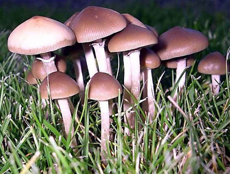 Psilocybe stuntzii Psilocybe stuntzii Growing Mushrooms Outdoors Mycotopia