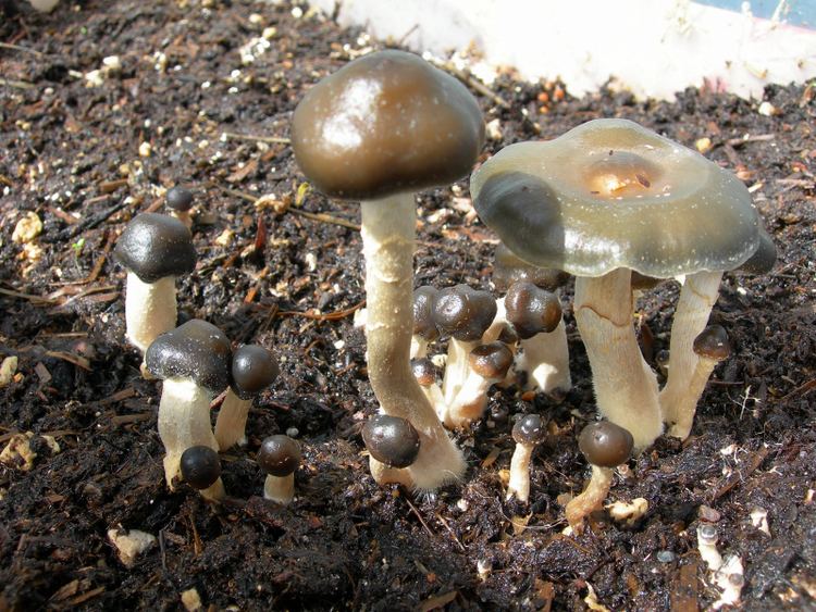Psilocybe subaeruginascens Psilocybe subaeruginascens Exotic Magic Mushroom Species