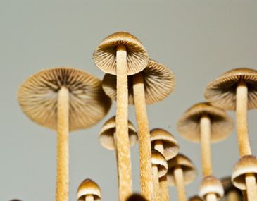 Psilocybe tampanensis Psilocybe tampanensis 7015 Lil39 Shop of Spores