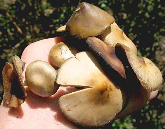 Psilocybe villarrealiae Psilocybe villarrealiae SPECIES AND STRAINS OF ENTEOGENIC