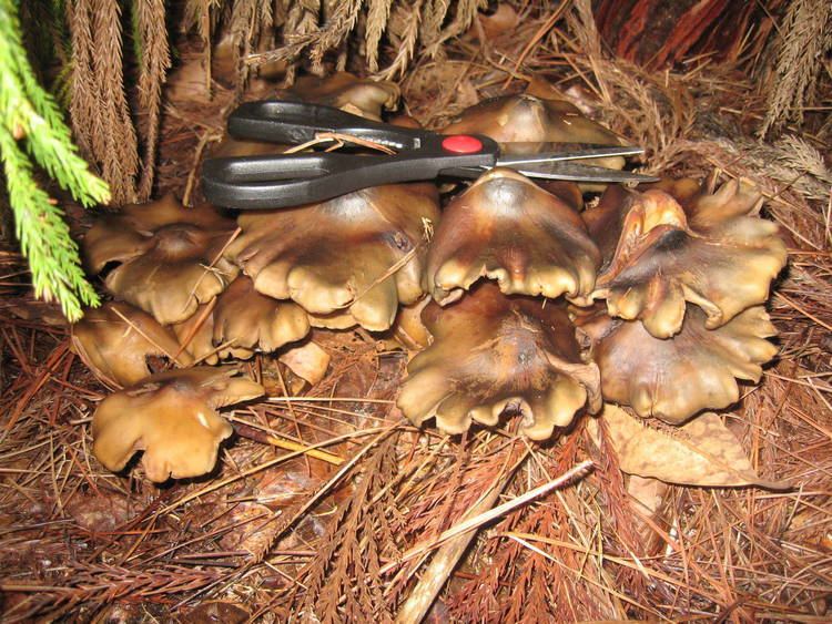 Psilocybe weilii Psilocybe Weilii grow thread Mushroom Cultivation Shroomery