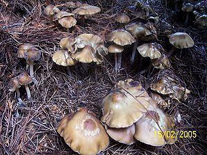 Psilocybe weilii Weilii mushroom Psilocybe weilii GGCWiki