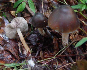 Psilocybe weilii Psilocybe weilii The offical quotFall 2004 Seasonquot Mushroom Hunting