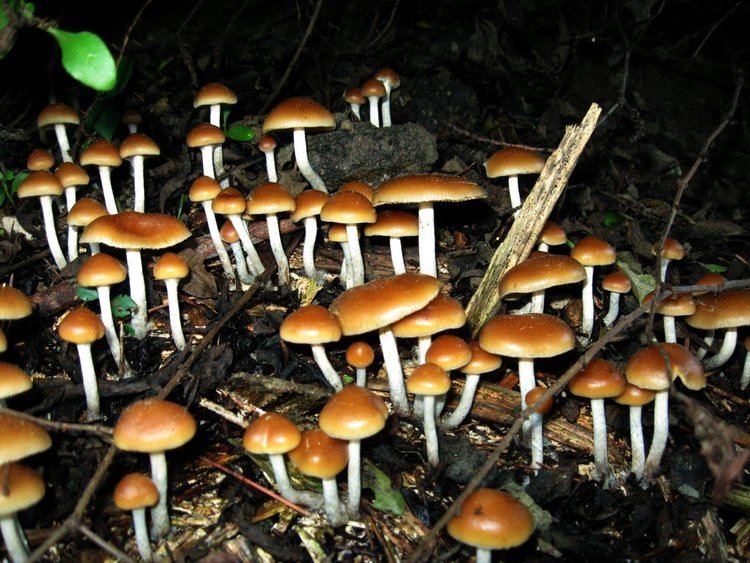Psilocybin mushroom Psilocybin Mushroom News Psychedelic Mushrooms for Treating Depression