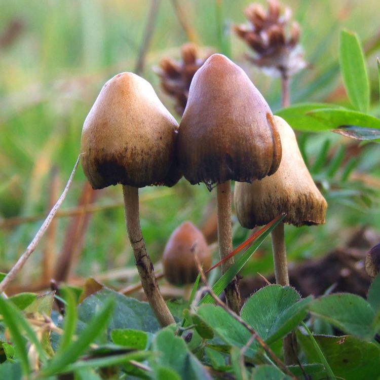 Psilocybin mushroom httpsuploadwikimediaorgwikipediacommons44