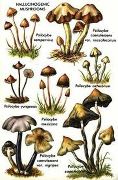 Psilocybin mushroom 1000 ideas about Psilocybin Mushroom on Pinterest Psilocybin