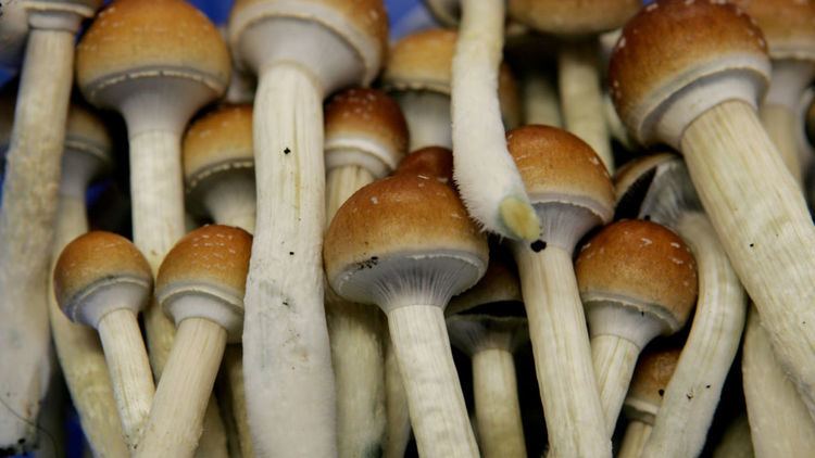 Psilocybin mushroom Magic mushroom ingredient offers hope for treating depression
