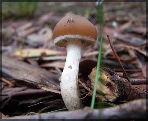 Psilocybin mushroom Psilocybin mushrooms Holistic Guide