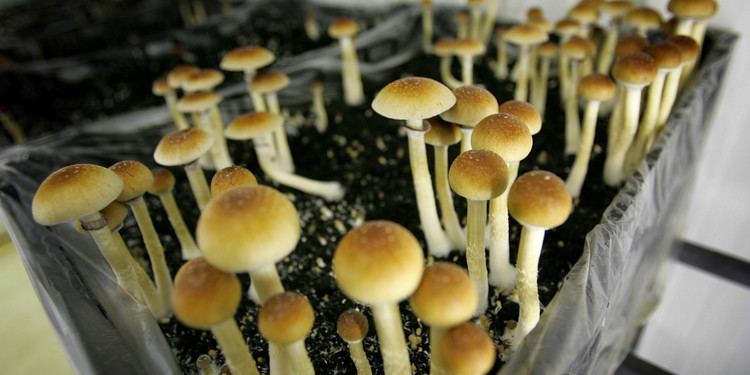 Psilocybin mushroom What We Really Know About Psychedelic Mushrooms The Huffington Post