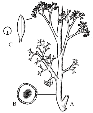 Psilophyton Lab VII The Origin of Seed Plants 1