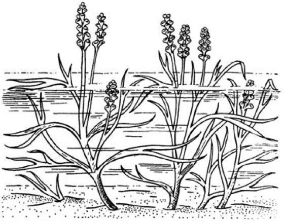 Psilophytopsida wwwspektrumdelexikaimagesbiokf2f779wjpg