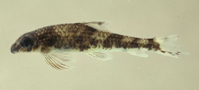 Psilorhynchus Fish Identification