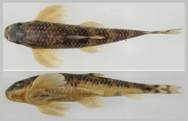Psilorhynchus Fish Identification
