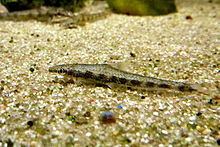 Psilorhynchus sucatio httpsuploadwikimediaorgwikipediacommonsthu