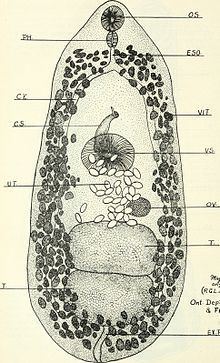 Psilostomatidae httpsuploadwikimediaorgwikipediacommonsthu