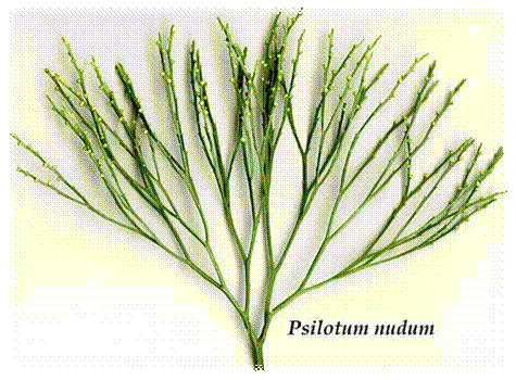 Psilotum Systematic Position of Psilotum and Common Species Plant Science 4 U