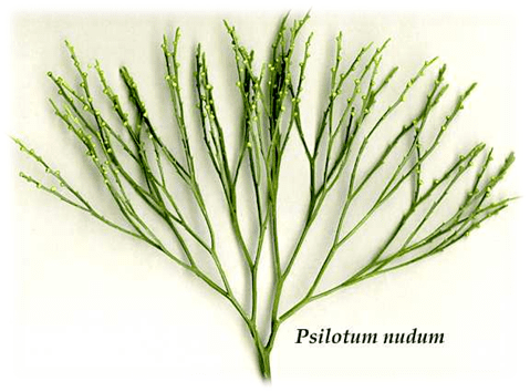 Psilotum Psilotum Sporophyte Plant body Plant Science 4 U