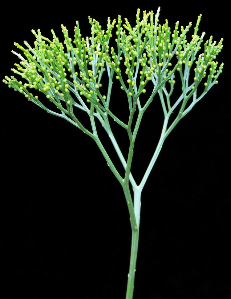 Psilotum nudum Psilotum nudum frond Gordon K A Dickson Flickr