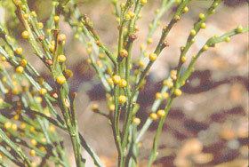 Psilotum nudum Psilotum nudum New Zealand Plant Conservation Network