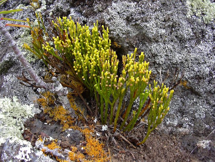 Psilotum nudum Psilotum nudum Botany Photo of the Day