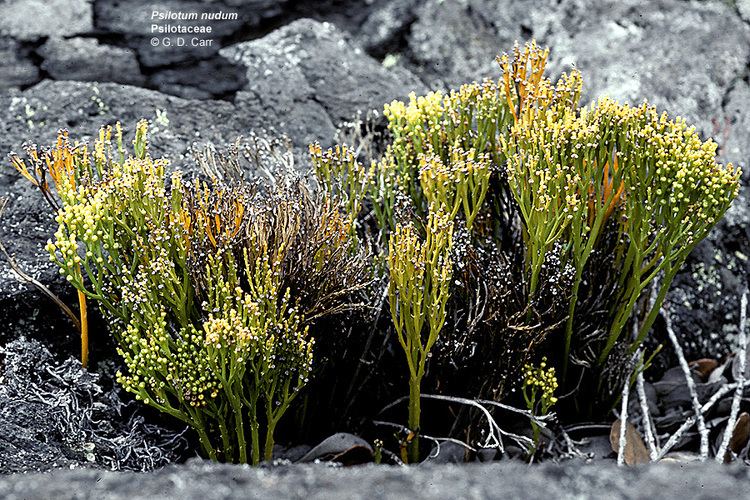 Psilotum nudum Psilotum nudum Whisk fern Lycopodium nudum