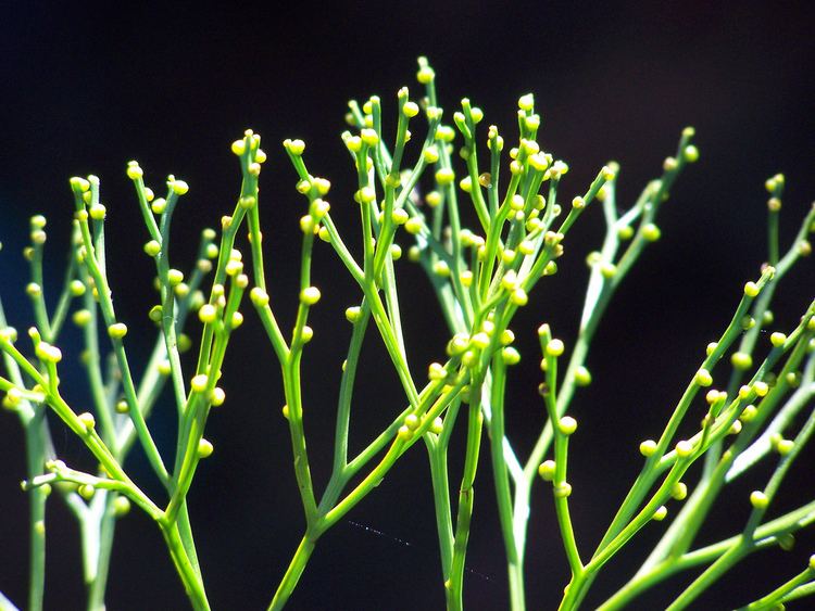 Psilotum nudum Stomatal development in Psilotum nudum PLANT STOMATA ENCYCLOPEDIA