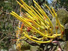 Psittacanthus robustus httpsuploadwikimediaorgwikipediacommonsthu