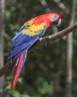 Psittacidae Psittacidae Parrots Discover Life