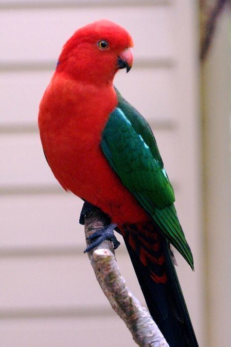 Psittacidae Austrlain king parrot quotThe family Psittacidae comprises the so
