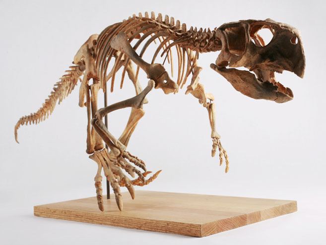 Psittacosaurus Psittacosaurus Wikipedia