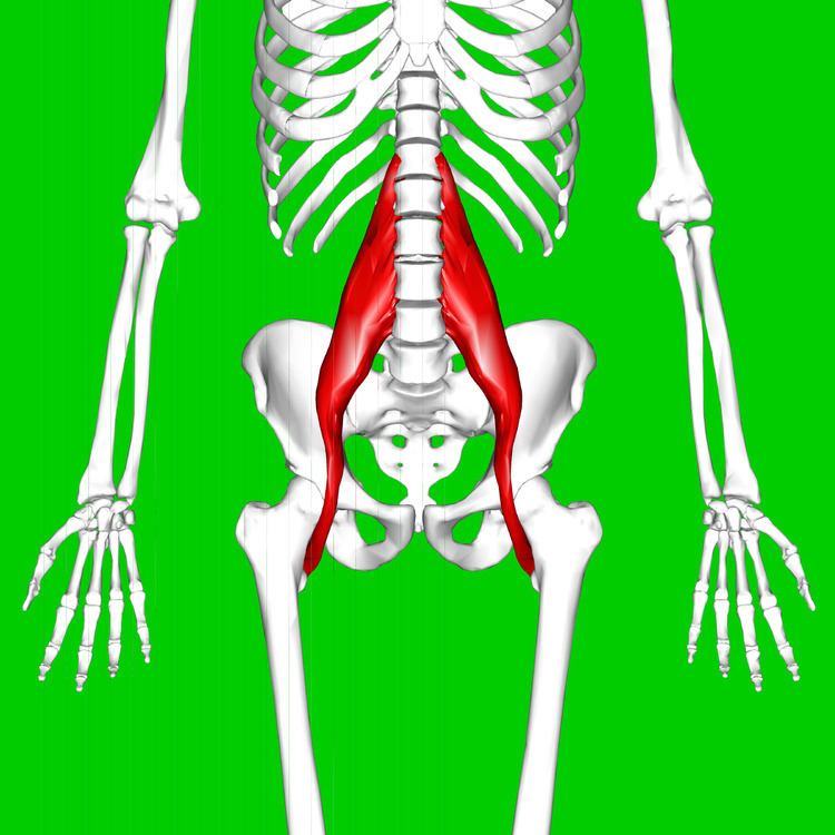 Psoas major muscle