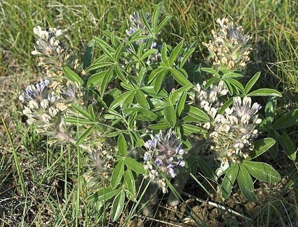 Psoralea esculenta Prairie Turnip Psoralea Esculenta in Saskatchewan