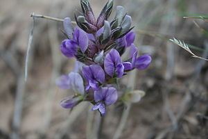 Psoralea esculenta Psoralea esculenta Wikipedia