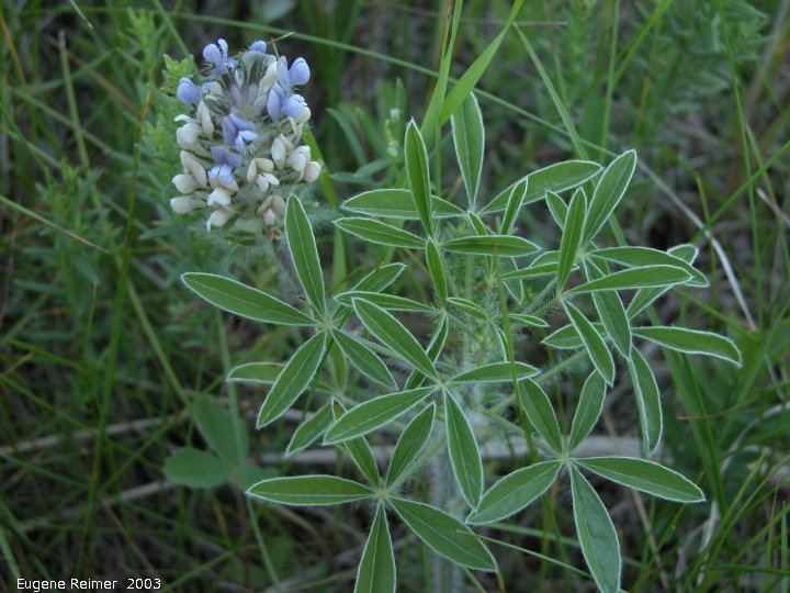 Psoralea esculenta Indian breadroot Psoralea esculenta flowers