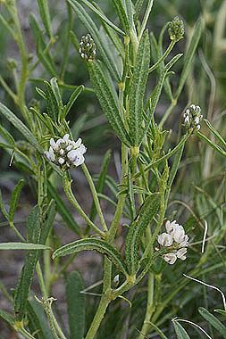 Psoralidium lanceolatum Psoralidium lanceolatum Colorado Wildflowers