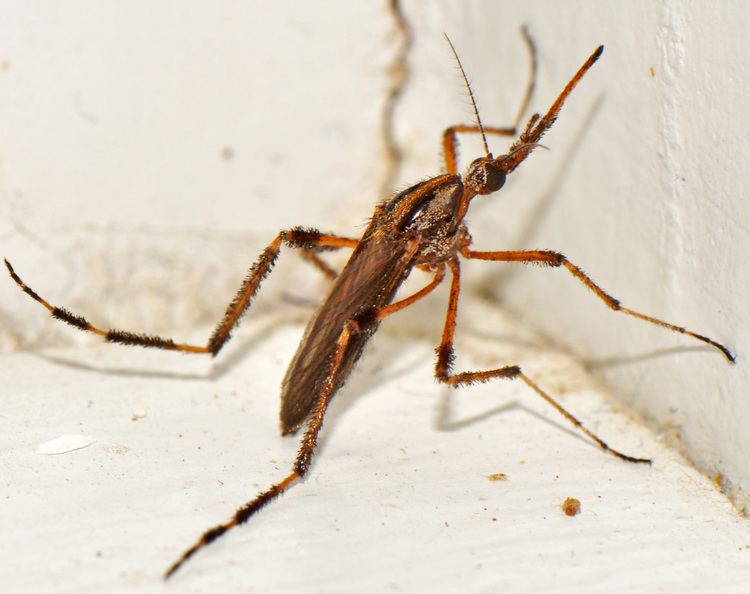 Psorophora ciliata Psorophora ciliata Calhoun County Florida Wasps and Flies