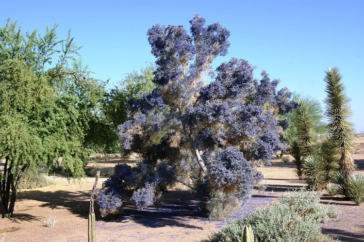 Psorothamnus spinosus Psorothamnus spinosusArid Zone Trees