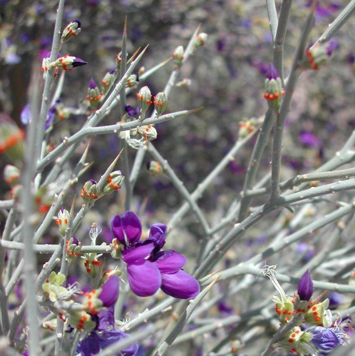 Psorothamnus spinosus SEINet Arizona Chapter Psorothamnus spinosus