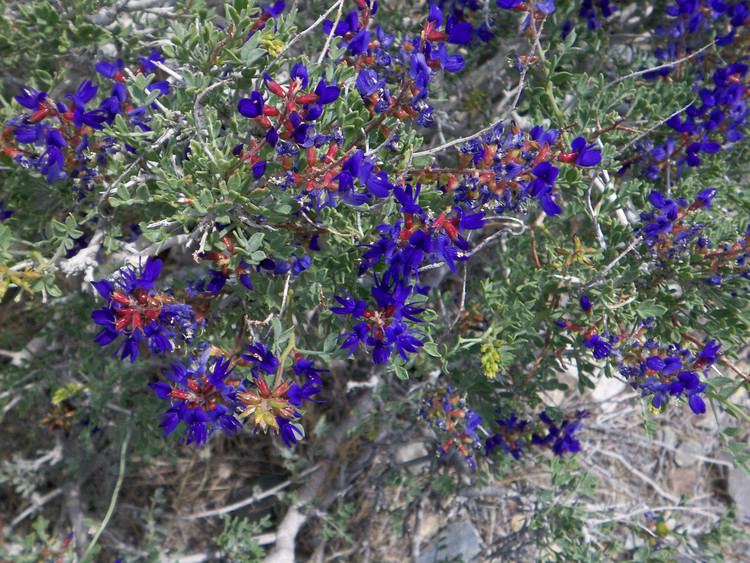 Psorothamnus spinosus Psorothamnus spinosus Smoke Tree