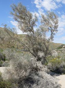 Psorothamnus spinosus httpsuploadwikimediaorgwikipediacommonsthu