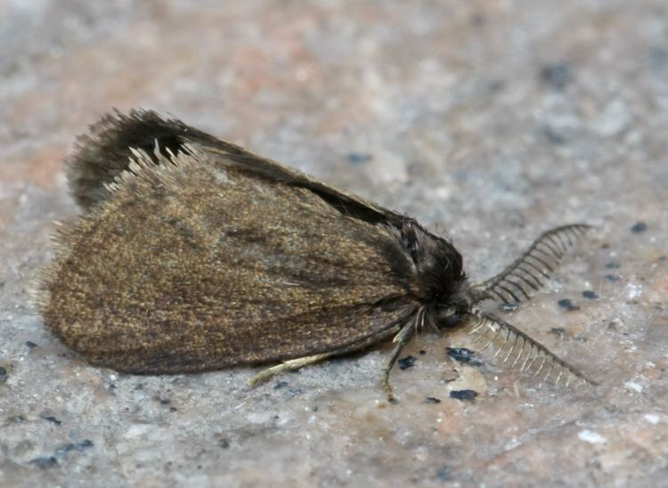 Psyche casta 437 Psyche casta Ontario Moths