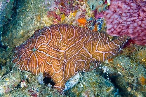 Psychedelic frogfish the psychedelic frogfish a newlydiscovered species