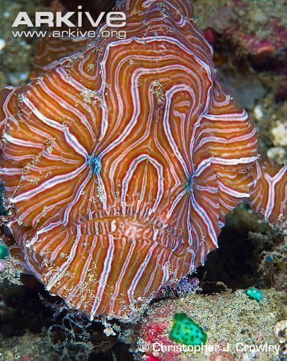 Psychedelic frogfish Psychedelic frogfish videos photos and facts Histiophryne