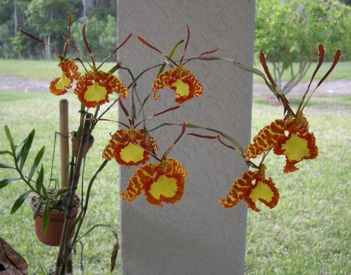Psychopsis psychopsis orchid Butterfly in the air