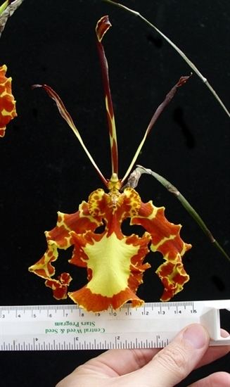 Psychopsis Psychopsis Mendenhall 39Hildos39 FCCAOS presented by Orchids Limited